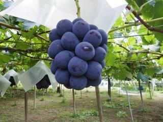 ԥ-2kg