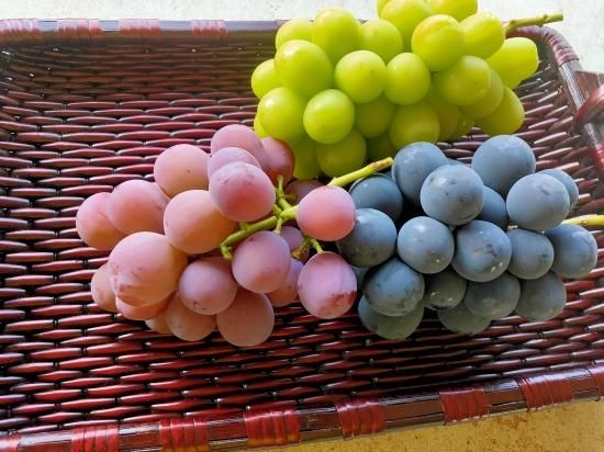 旬のぶどう詰め合わせ-2kg - グレープファーム