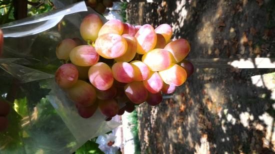 甲斐路(種あり)-4kg - グレープファーム