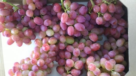 甲斐路(種あり)-4kg - グレープファーム