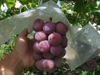 ˡ-3kg