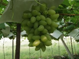 ԥåƥӥ-3kg