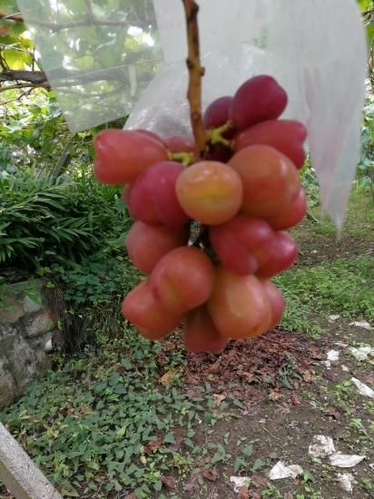 マイハート - 2kg - グレープファーム マイハート - 2kg - グレープファーム