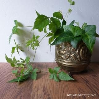 饤Ӥ鯤δ / Antique Brass Rose Small Pot A