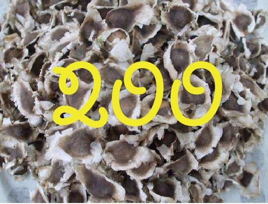 モリンガネシアンの種 200粒 - サードエネルギーカンパニー モリンガネシアンの種 200粒 - サードエネルギーカンパニー