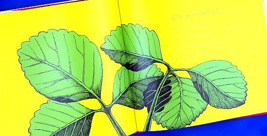 いちご 【状態：A（良い）】 - 絵本専門の古本屋 えほにずむ