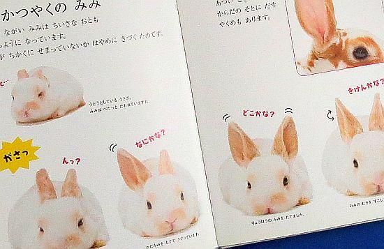 うさぎ （キンダーブックしぜん） 【状態：A（良い）】 - 絵本