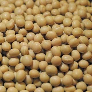 国産大豆】ナカセンナリ（長野県産） │すみだの大豆専門問屋