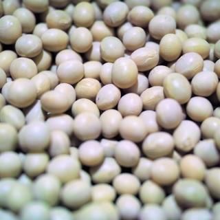 大豆 - 大豆・豆・雑穀類の通販サイト【ハルビーンズ Haru Beans