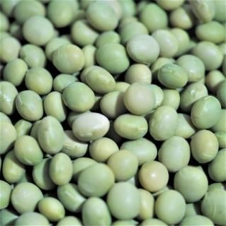 令和5年産　長野県産　ナカセンナリ　大豆 30kg 令和5年産 長野県産 ナカセンナリ 大豆 30kg