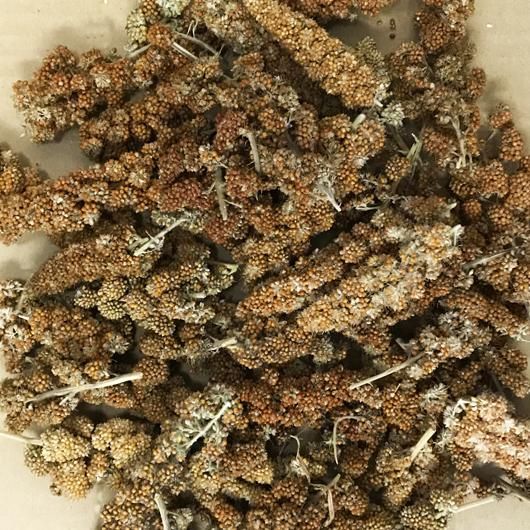赤粟の穂 1kg【規格外品】 - 小鳥のフード・飼育用品の専門店