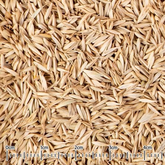 自然派SP オーチャードグラスの種 100g