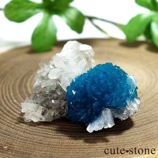 ɡסʡʥס͡˻Х󥵥Ȥθ Aμ̿1 cute stone