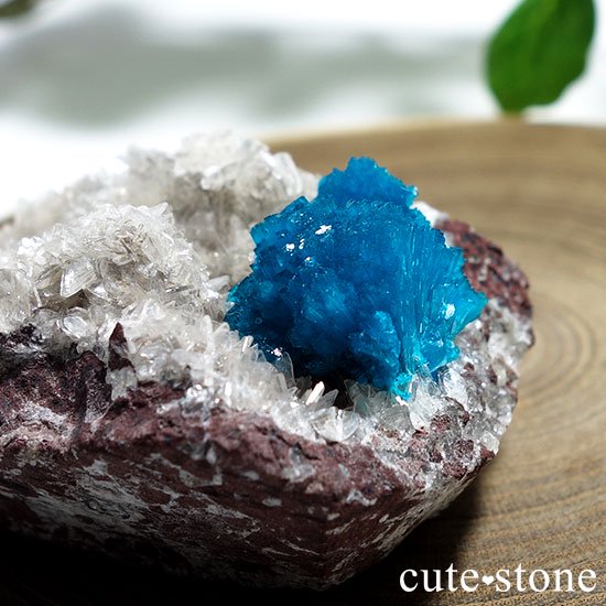 ɡסʡʥס͡˻Х󥵥Ȥθ Bμ̿0 cute stone