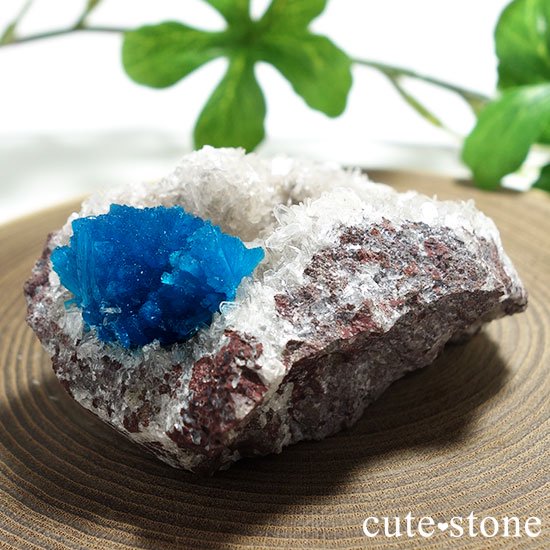 ɡסʡʥס͡˻Х󥵥Ȥθ Bμ̿2 cute stone