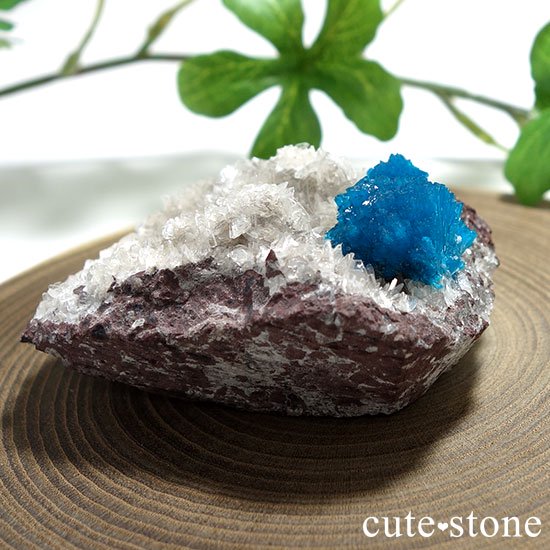 ɡסʡʥס͡˻Х󥵥Ȥθ Bμ̿3 cute stone