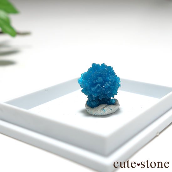 ɡסʡʥס͡˻Х󥵥Ȥθ Cμ̿0 cute stone