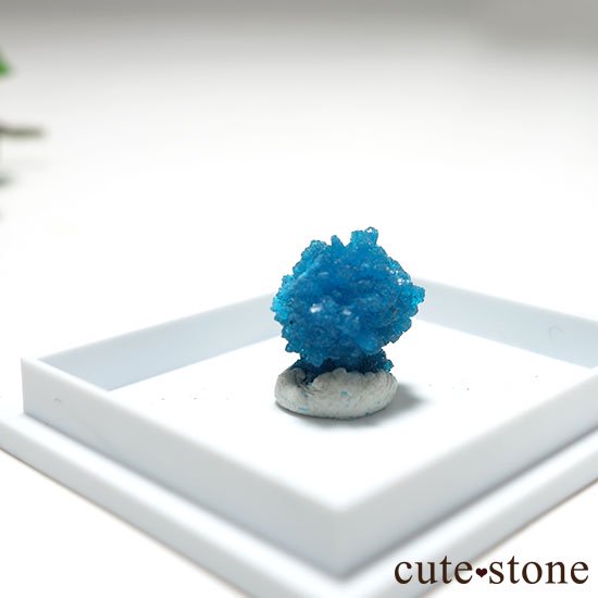 ɡסʡʥס͡˻Х󥵥Ȥθ Cμ̿1 cute stone