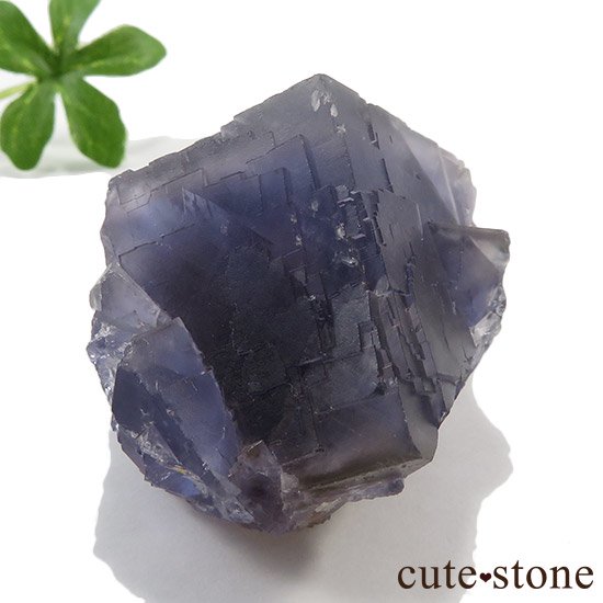ѥ ֥롼ե饤Ȥθ μ̿2 cute stone