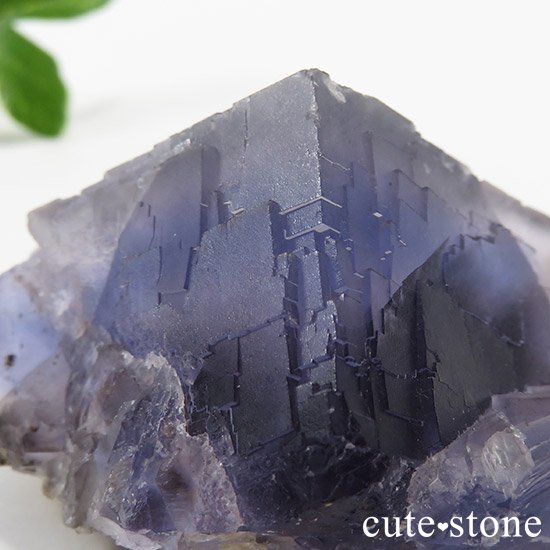 ѥ ֥롼ե饤Ȥθ μ̿3 cute stone
