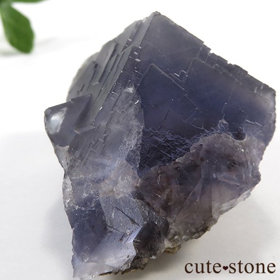 ѥ ֥롼ե饤Ȥθ μ̿5 cute stone