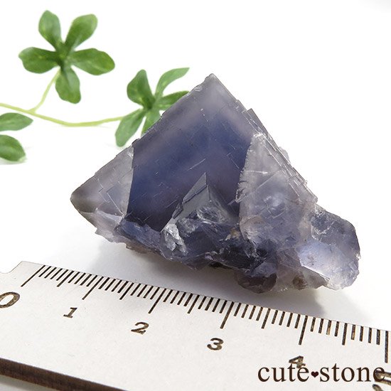 ѥ ֥롼ե饤Ȥθ μ̿6 cute stone