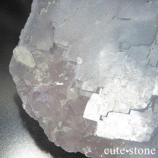  ʻ ֥롼ե饤Ȥμ̿4 cute stone