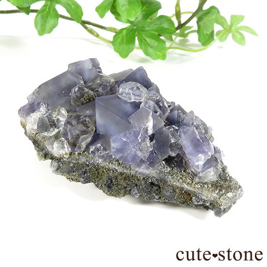  ʡʻѡץե饤ȡ顼쥹ե饤Ȥɸܤμ̿0 cute stone