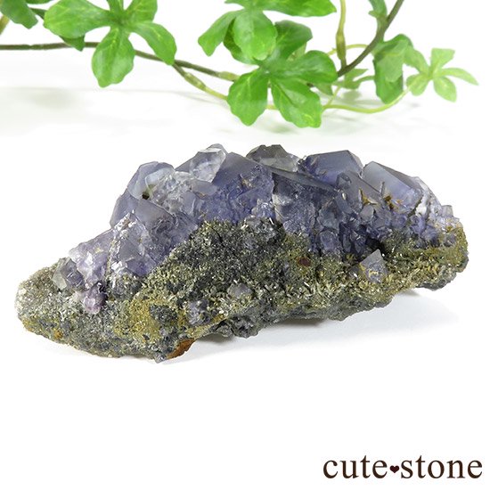 ʡʻѡץե饤ȡ顼쥹ե饤Ȥɸܤμ̿1 cute stone