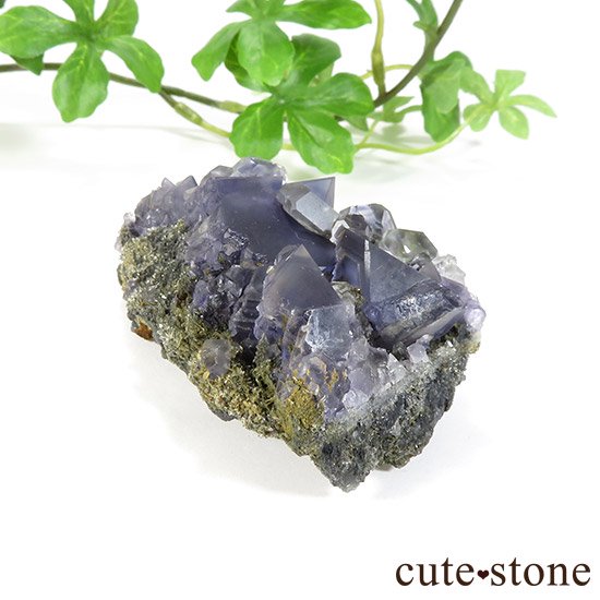  ʡʻѡץե饤ȡ顼쥹ե饤Ȥɸܤμ̿2 cute stone