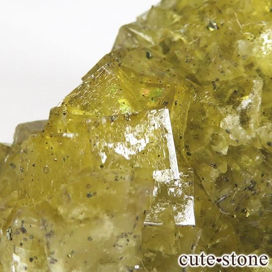 ڥ ⥹ʹۻ ե饤 88gμ̿2 cute stone