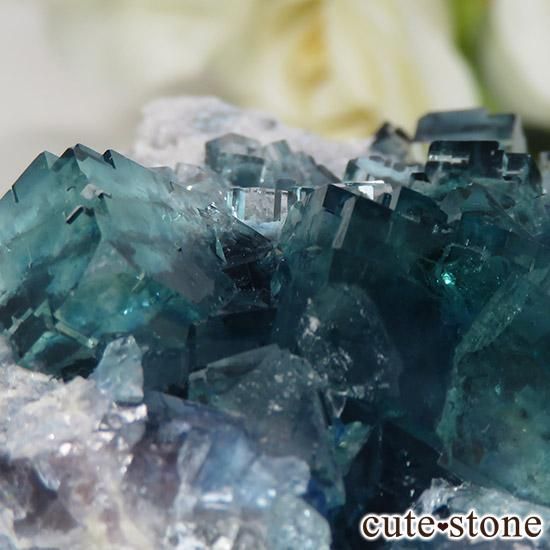  ʻ ֥롼ե饤ȤɸܡʸС129gμ̿1 cute stone