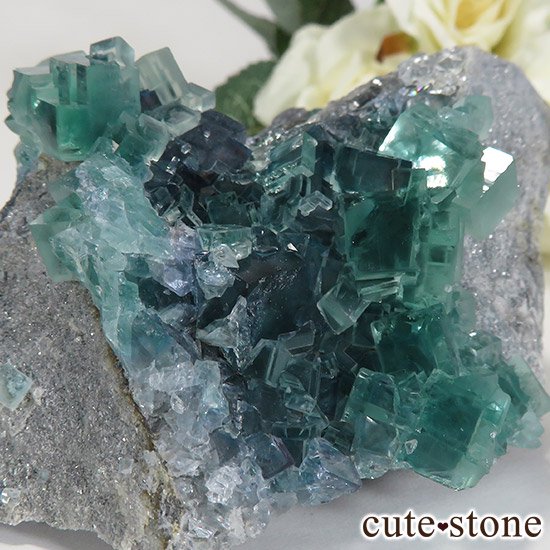  ʻ ֥롼꡼ե饤ȤɸܡʸС296gμ̿5 cute stone
