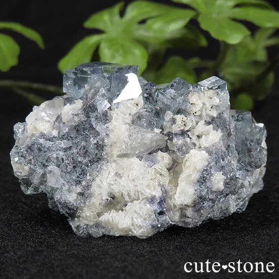  ʻ ֥롼ե饤ȤɸܡʸС43gμ̿0 cute stone