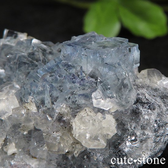  ʻ ֥롼ե饤ȤɸܡʸС43gμ̿1 cute stone