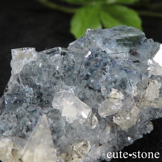  ʻ ֥롼ե饤ȤɸܡʸС43gμ̿2 cute stone