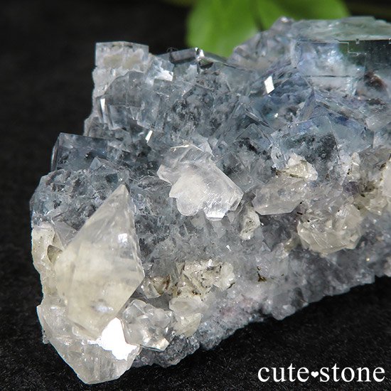  ʻ ֥롼ե饤ȤɸܡʸС43gμ̿3 cute stone