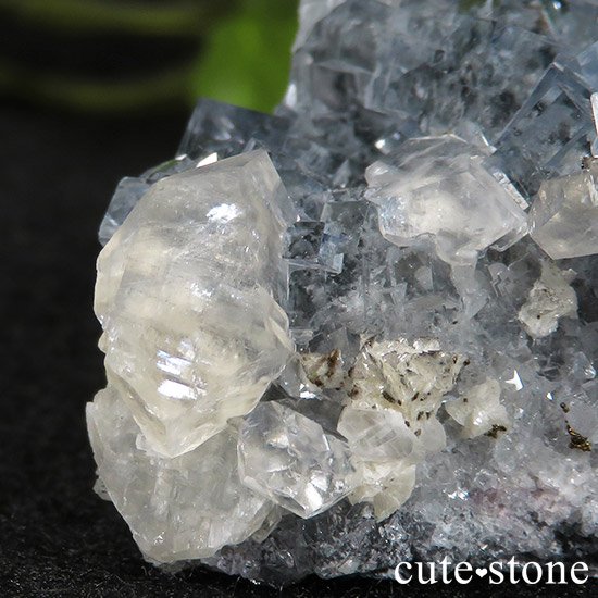  ʻ ֥롼ե饤ȤɸܡʸС43gμ̿4 cute stone
