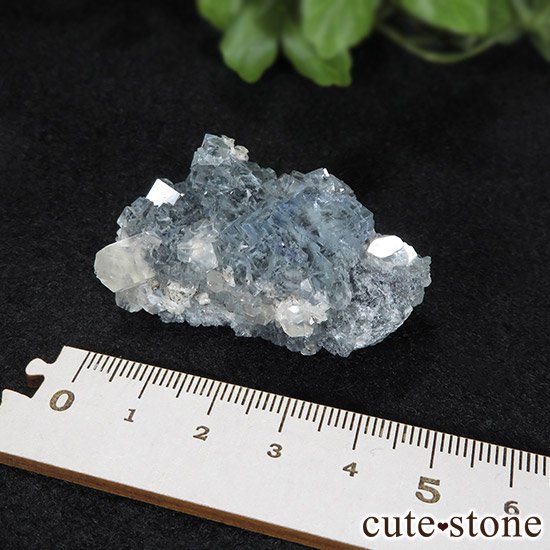  ʻ ֥롼ե饤ȤɸܡʸС43gμ̿5 cute stone