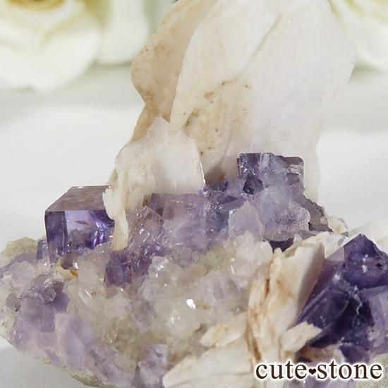 ڥ ٥٥ ѡץե饤ȡХȤθСʹʪɸܡ55gμ̿4 cute stone