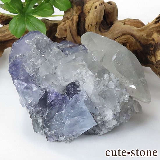  ʡʻ ե饤ȡ륵ȤζɸܡʸС309gμ̿0 cute stone