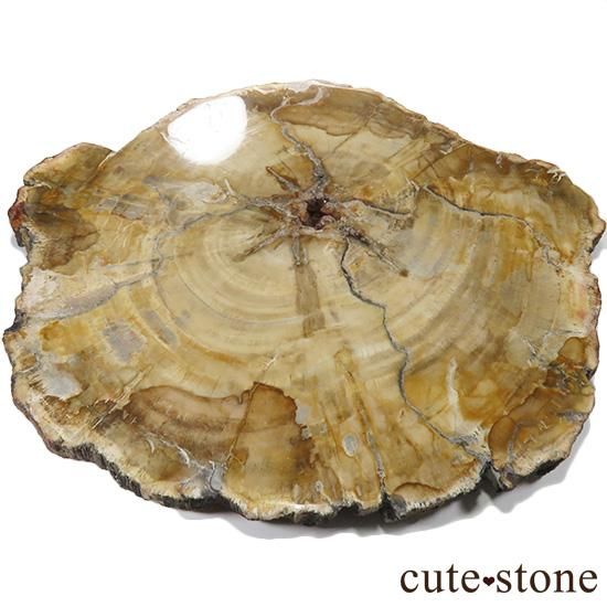 ペトリファイドウッド(珪化木)の大きなスライス - cute stone - ペトリファイドウッド(珪化木)の大きなスライス - cute stone -
