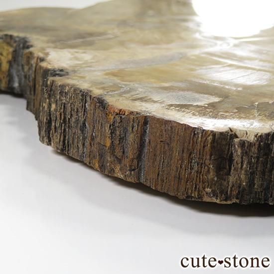 ペトリファイドウッド(珪化木)の大きなスライス - cute stone - ペトリファイドウッド(珪化木)の大きなスライス - cute stone -