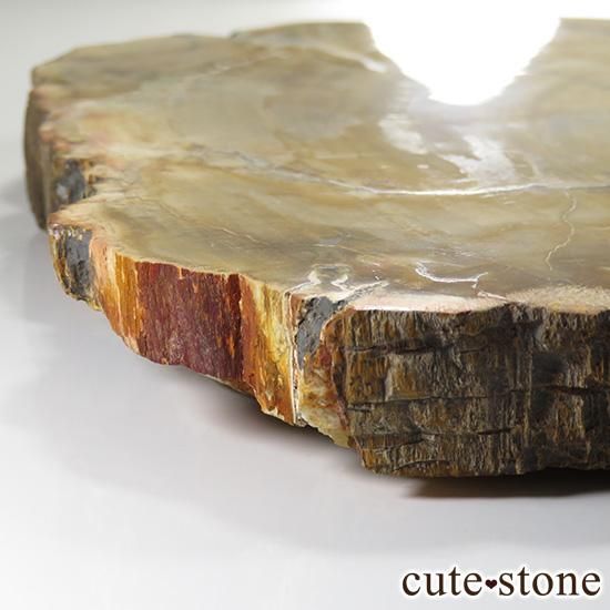 ペトリファイドウッド(珪化木)の大きなスライス - cute stone - ペトリファイドウッド(珪化木)の大きなスライス - cute stone -