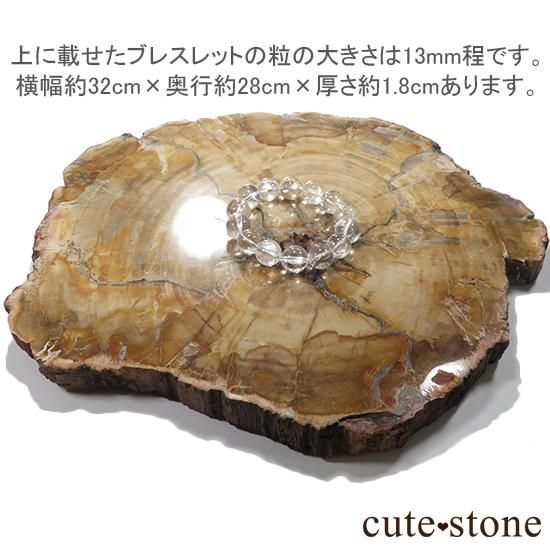 ペトリファイドウッド(珪化木)の大きなスライス - cute stone - ペトリファイドウッド(珪化木)の大きなスライス - cute stone -