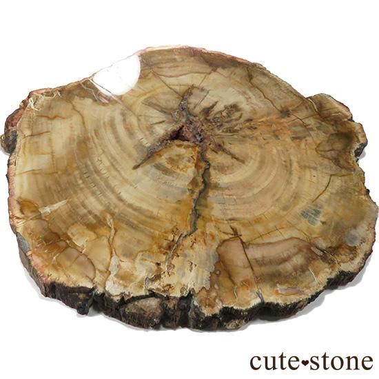 ペトリファイドウッド(珪化木)の大きなスライスの写真2 cute stone