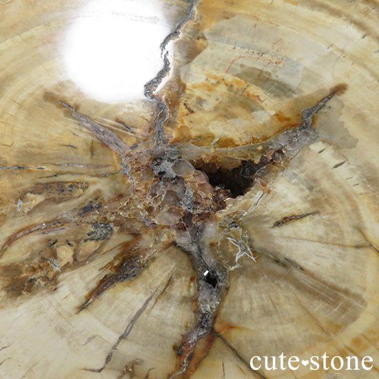 ペトリファイドウッド(珪化木)の大きなスライスの写真4 cute stone