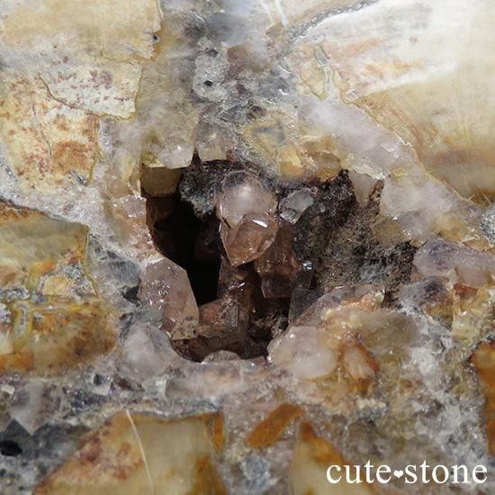 ペトリファイドウッド(珪化木)の大きなスライス - cute stone - ペトリファイドウッド(珪化木)の大きなスライス - cute stone -