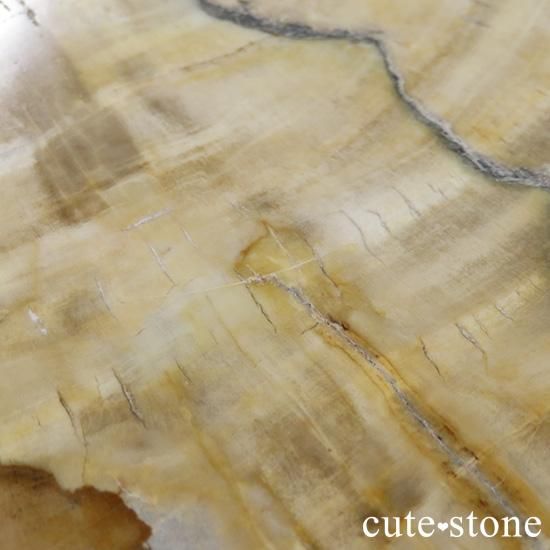ペトリファイドウッド(珪化木)の大きなスライス - cute stone - ペトリファイドウッド(珪化木)の大きなスライス - cute stone -