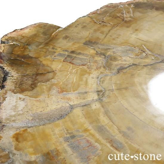 【匿名配送】化石 珪化木 ペトリファイドウッド スライス ペトリファイドウッド（珪化木）の大きなスライス - cute stone -